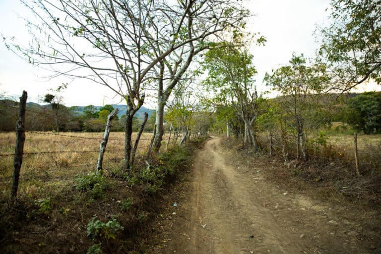 Dirt road lined with trees leading through rural farmland with mountains in the background