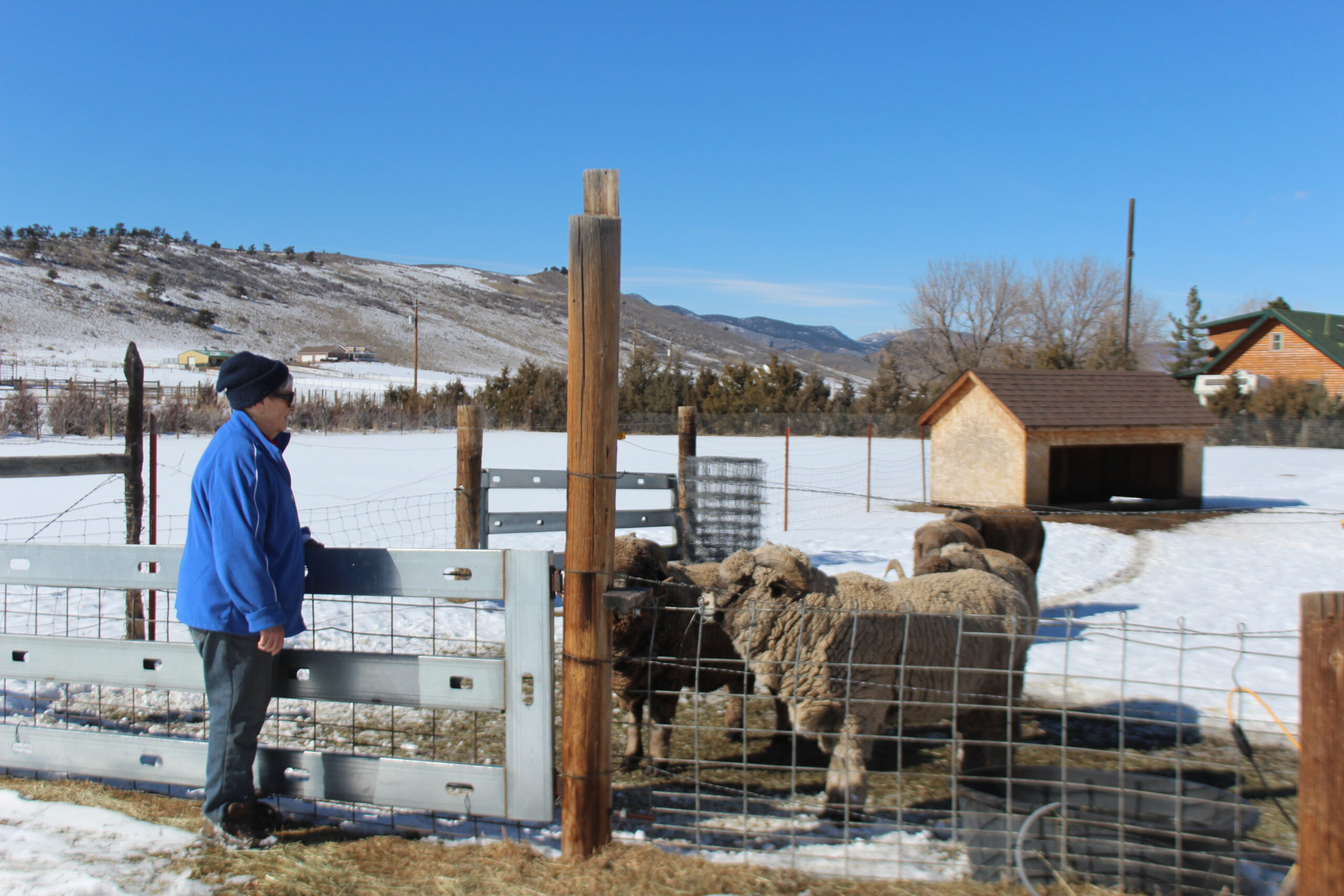 Joan standing in front of her sheep pen with three sheep