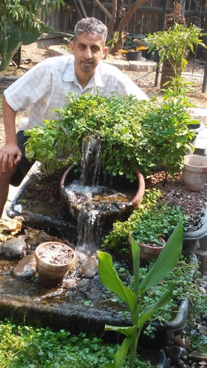 Man displaying lush green plants in a water feature garden setup