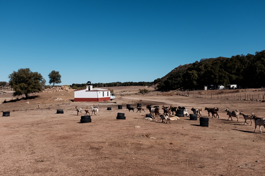 Herd of goats grazing in dry, rocky terrain near a white and red mobile structure and scattered trees